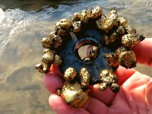 Je možné s magnetom nájsť zlato? Môžete vybrať mince z fontány?
